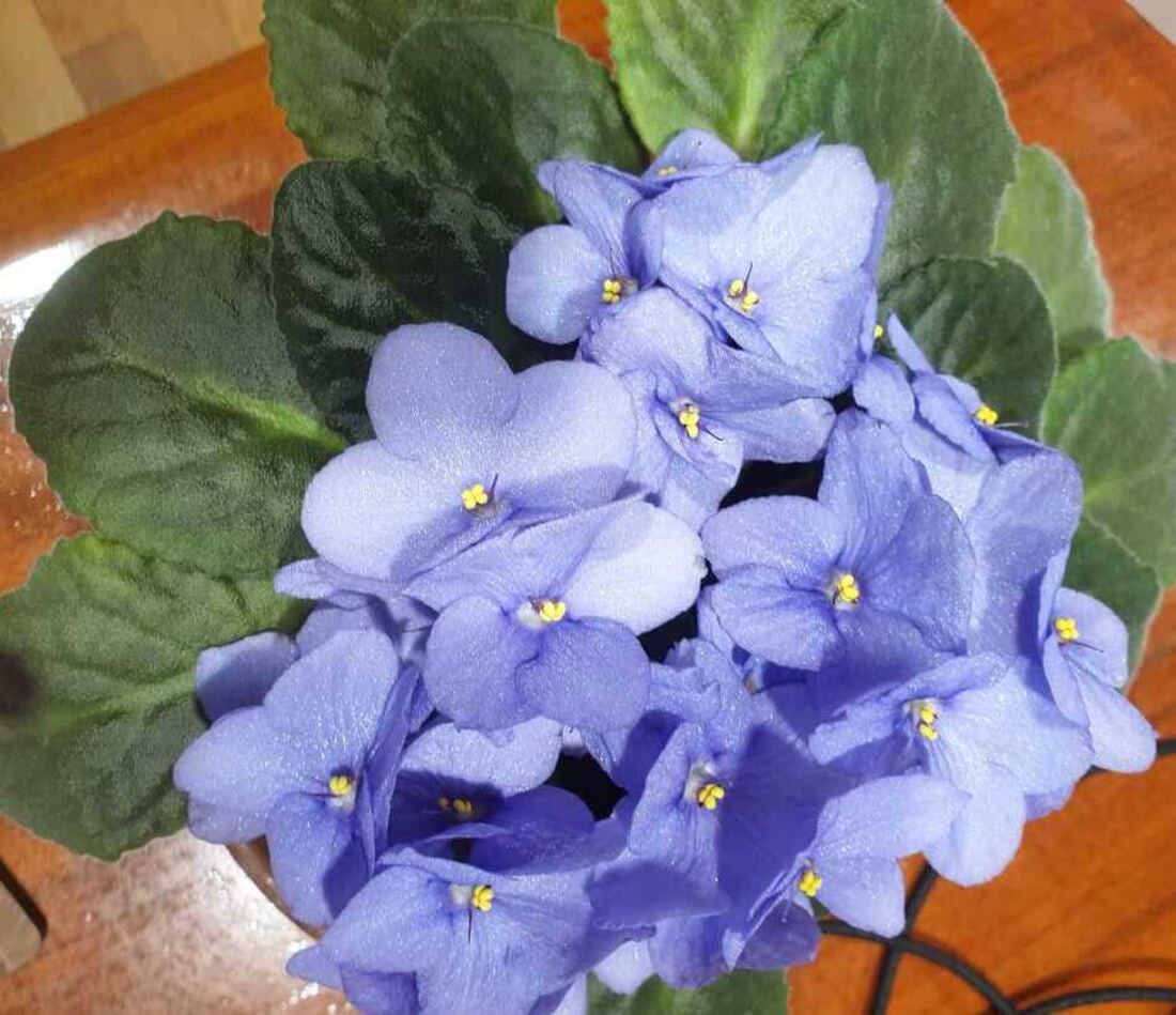 African violet in full bloom with clusters of purple-blue flowers and fuzzy dark green leaves