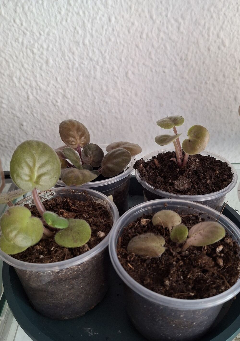 Several small African violet plantlets growing from leaf cuttings planted in individual cups of soil