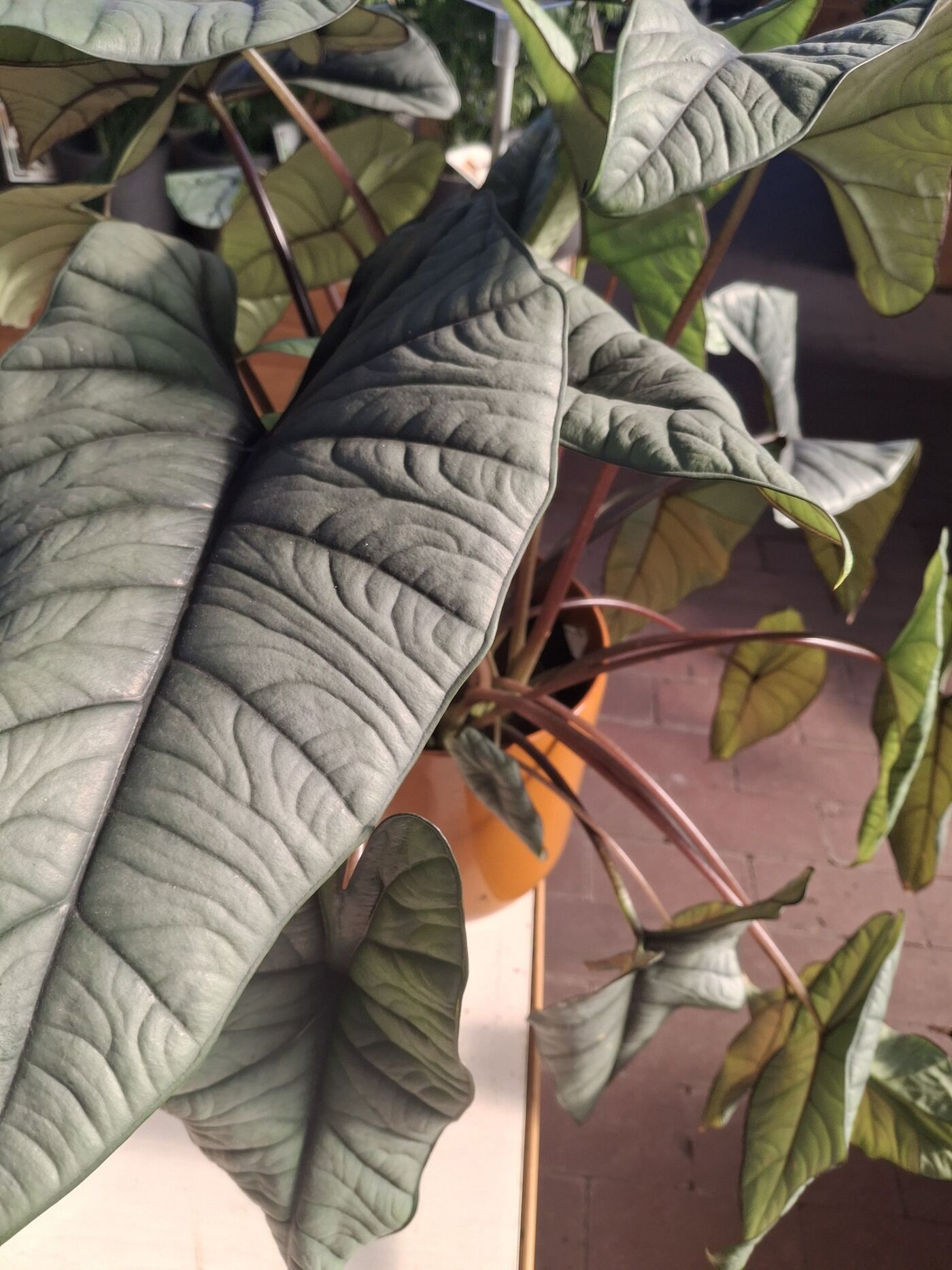 Alocasia Platinum plant with large arrow-shaped, metallic silver-green corrugated leaves and dark maroon petioles in an orange pot