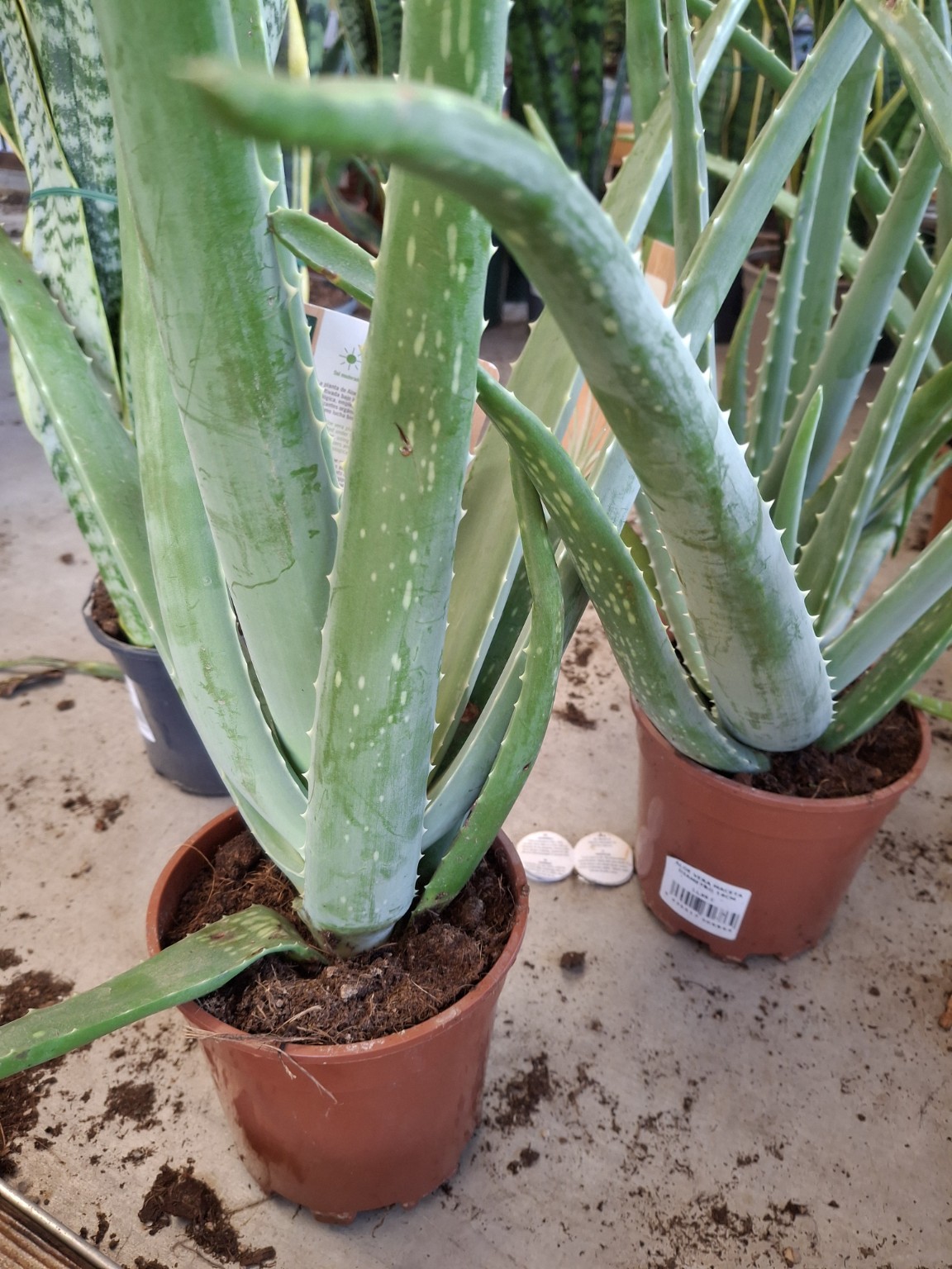 Aloe vera plants with thick, toothed leaves in nursery pots
