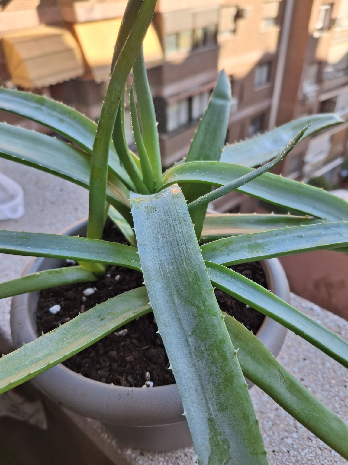 Aloe leaf with a shortened tip and a dry edge, with new leaves visible behind it