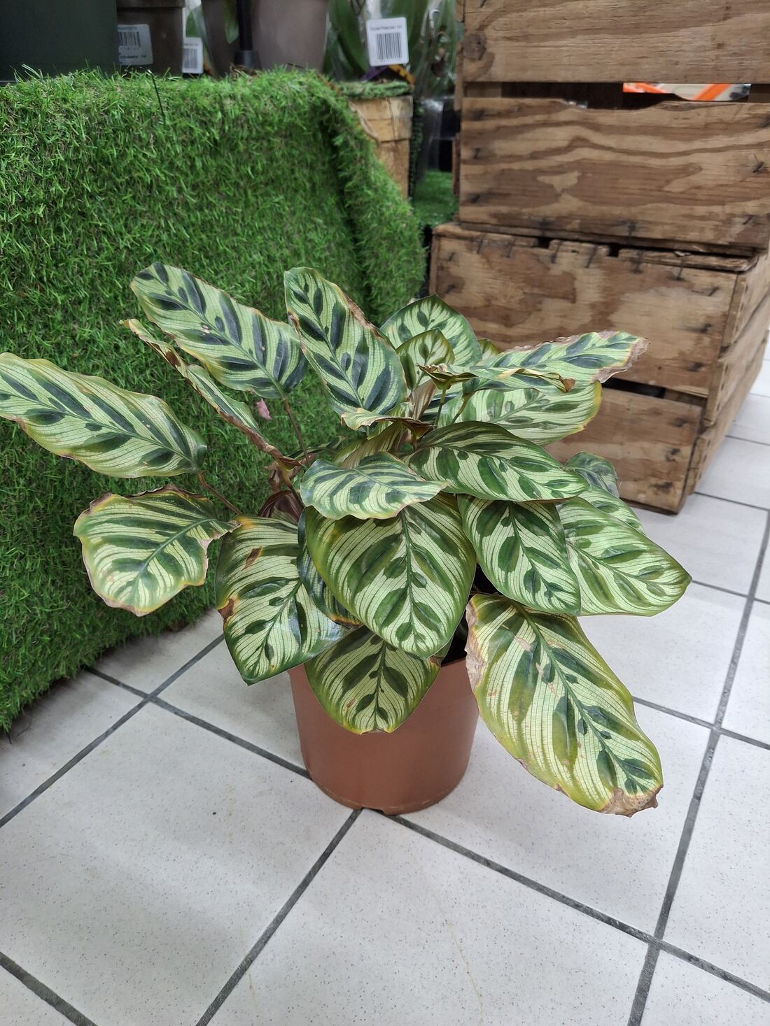Calathea plant with striped green and cream patterned leaves, some edges browning, growing in a pot