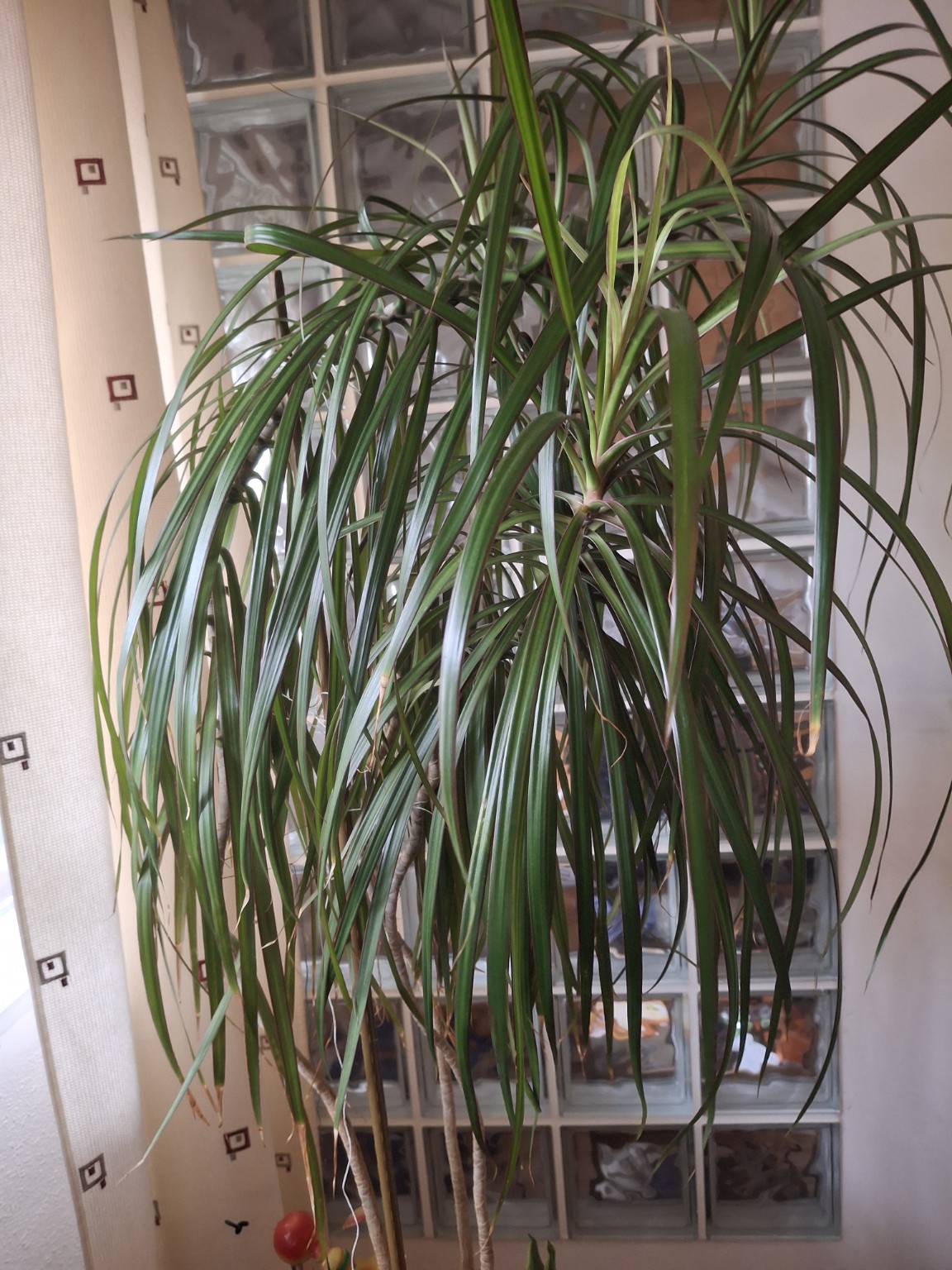 Long, narrow green leaves with reddish margins on a dracaena crown