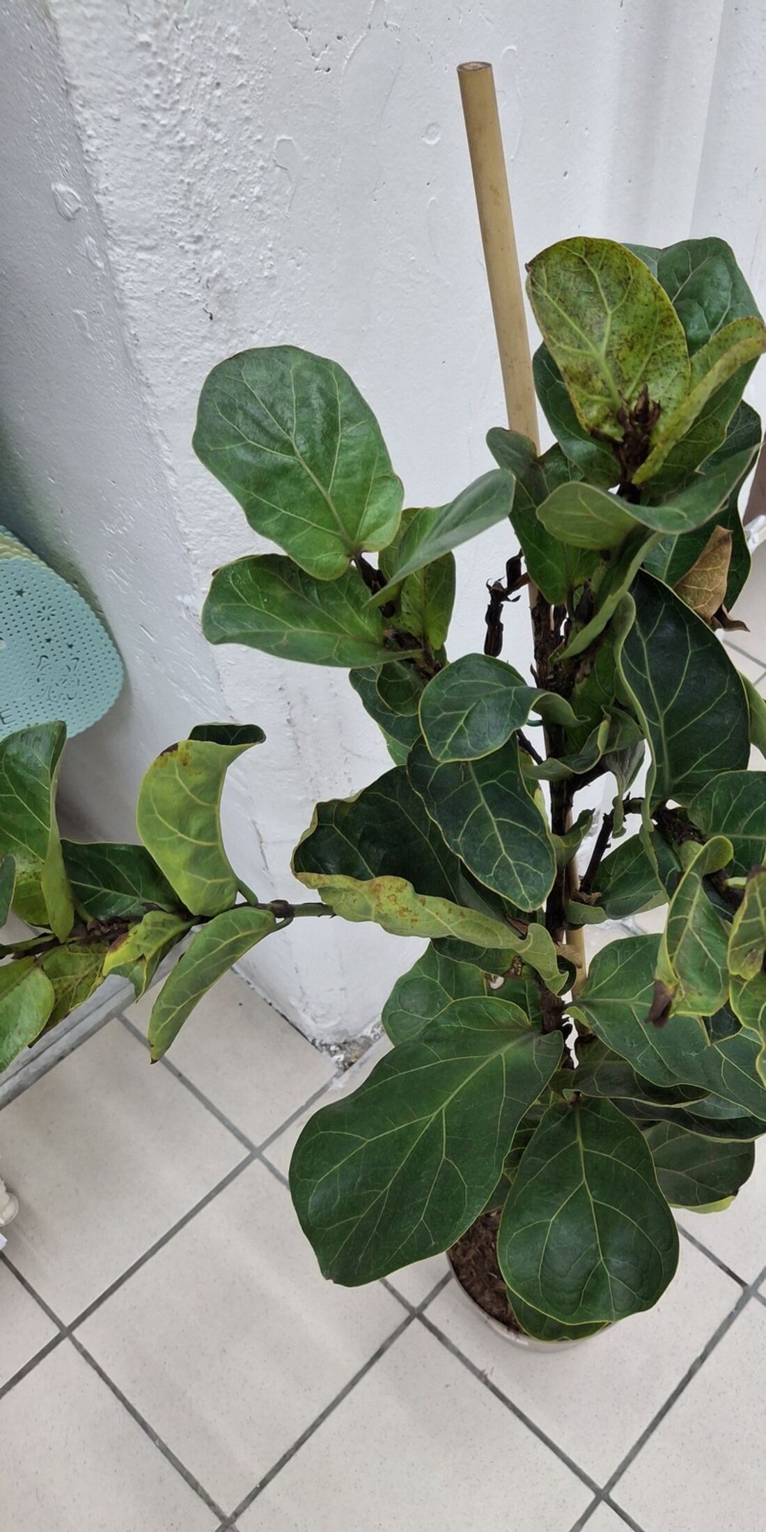 Fiddle Leaf Fig plant with large, textured green leaves, some showing yellow and brown spotting