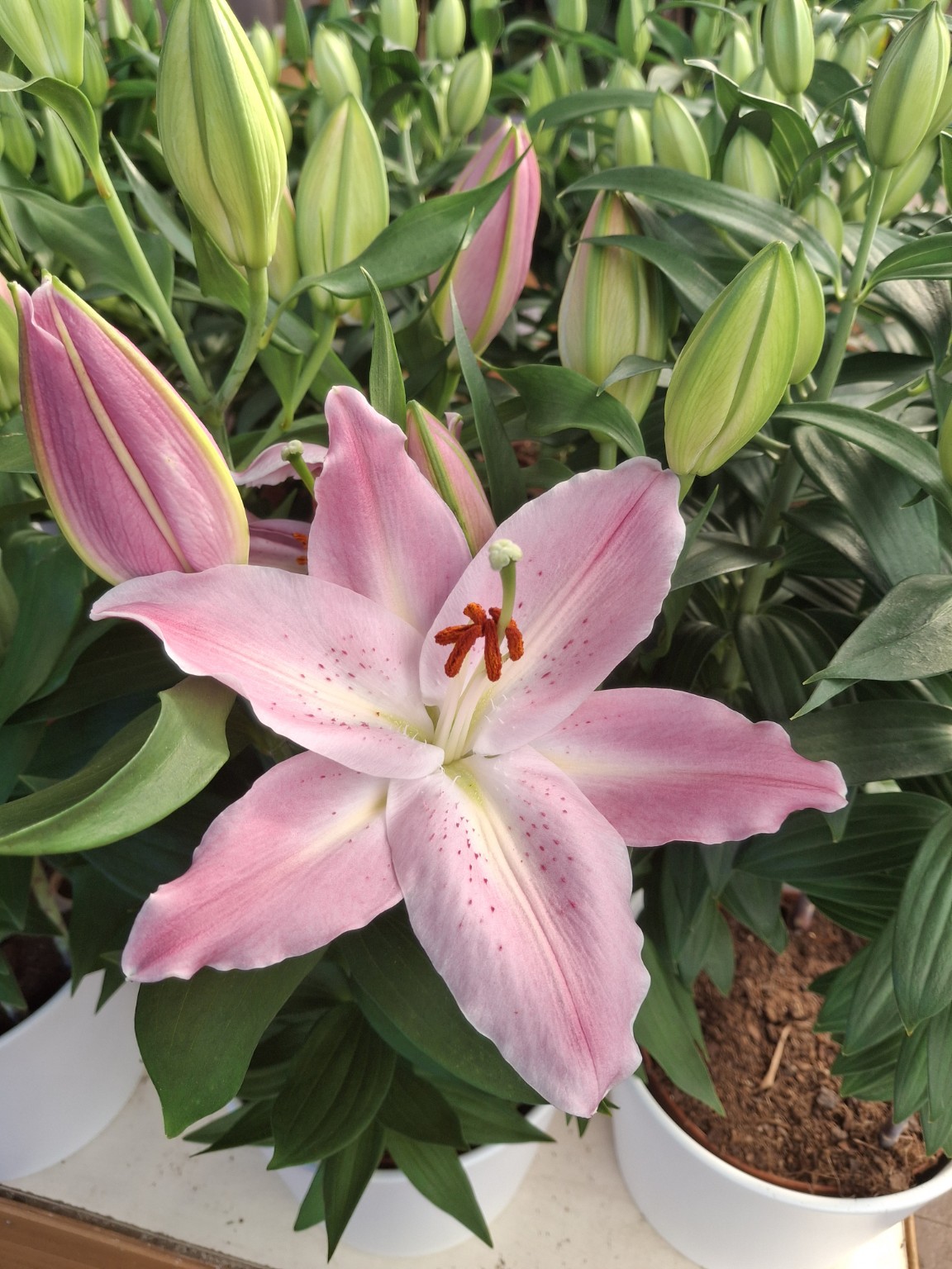 Open pink lily flower with pale petal edges, orange anthers and unopened buds behind it