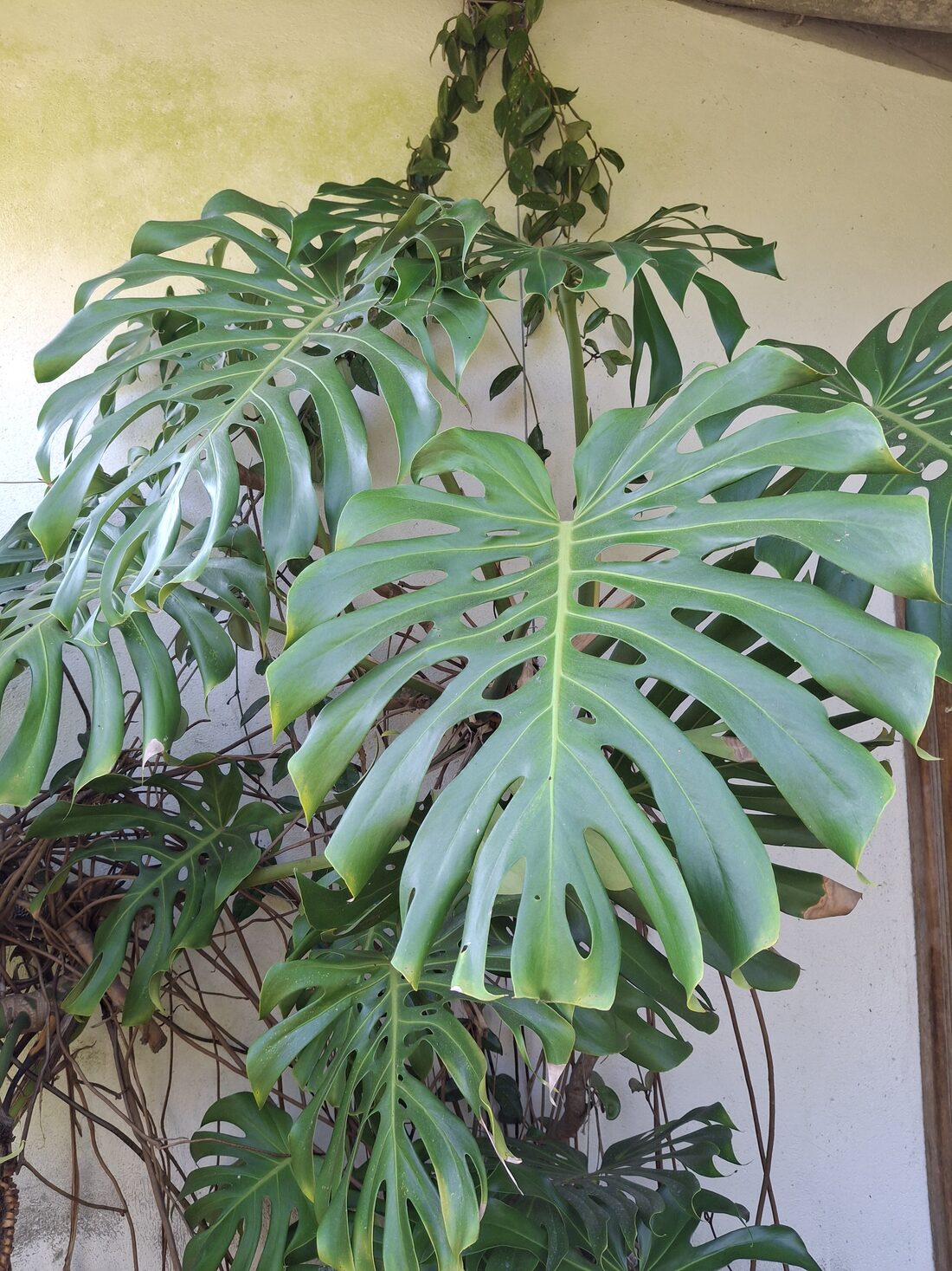 Large, mature Monstera deliciosa leaf with deep fenestrations, growing outdoors
