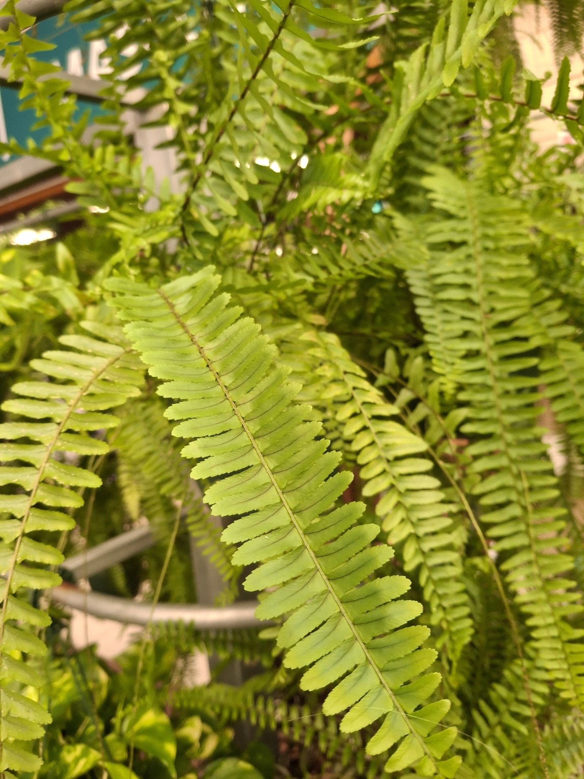 Close view of a Nephrolepis fern frond with many toothed green leaflets