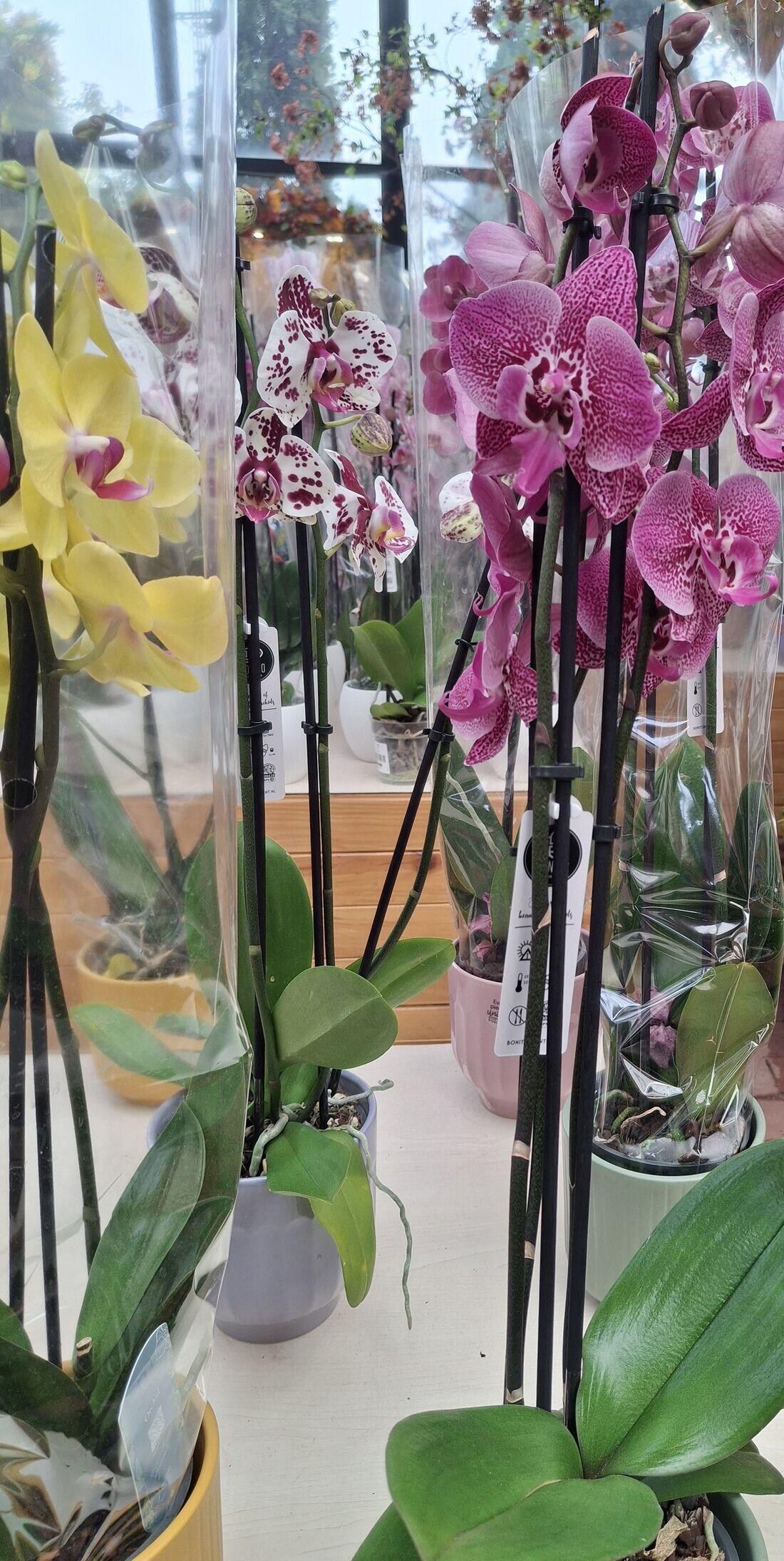 Magenta and white spotted Phalaenopsis orchid flower spike with broad green leaves visible below