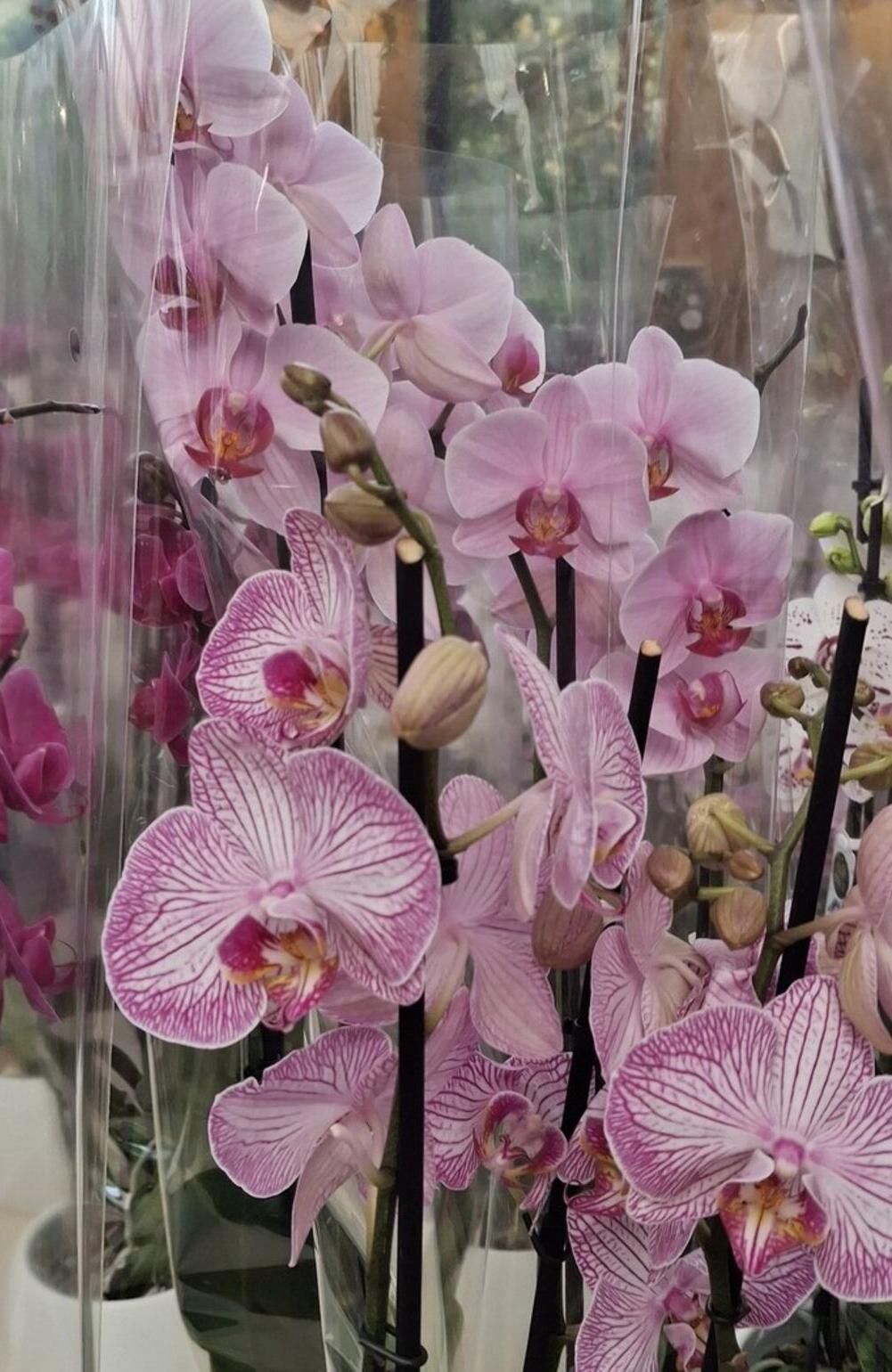 Pink and white Phalaenopsis moth orchid flowers with dark magenta veining