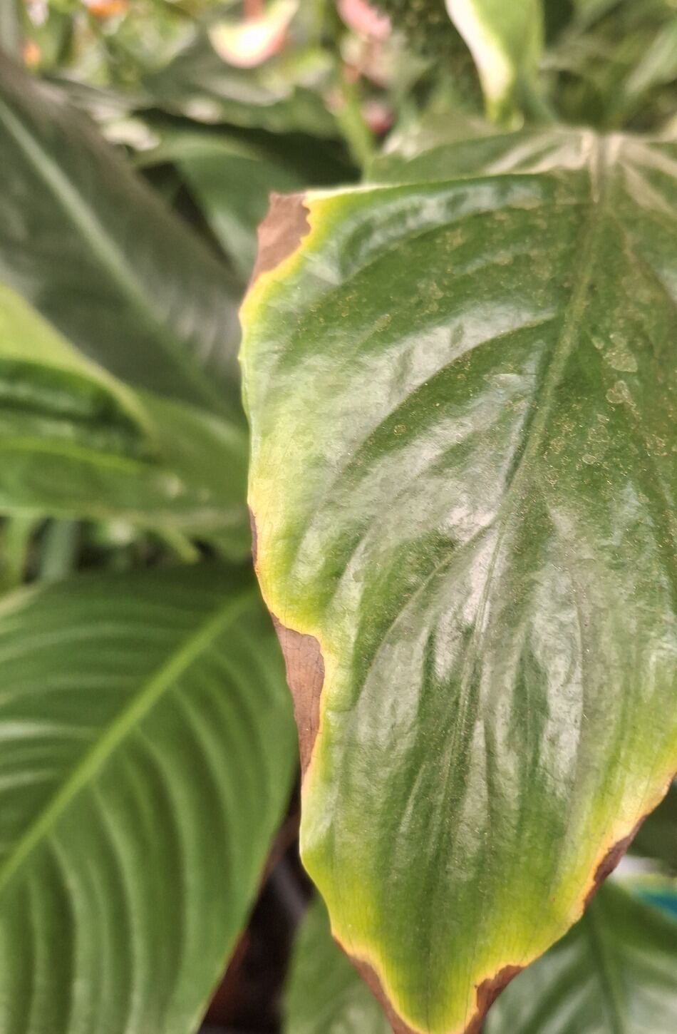 Peace lily leaf with a dry, brown, papery edge and tip surrounded by a yellowing halo