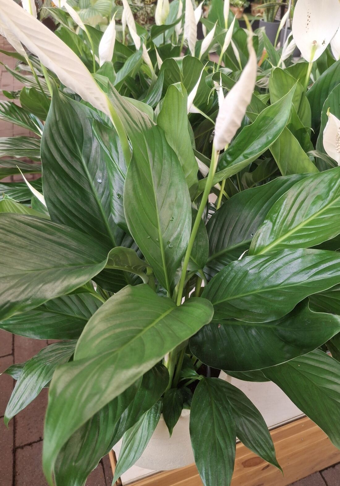 Peace lily plant with glossy dark green leaves and multiple white spathe flowers