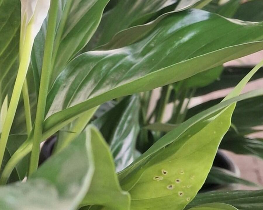 Peace lily leaf with several small round holes, a sign of possible pest damage