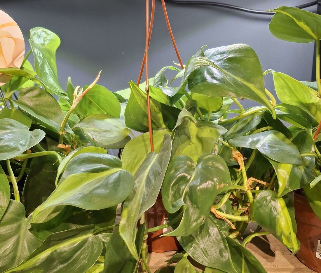 Heartleaf philodendron trailing plant with glossy, heart-shaped dark green leaves