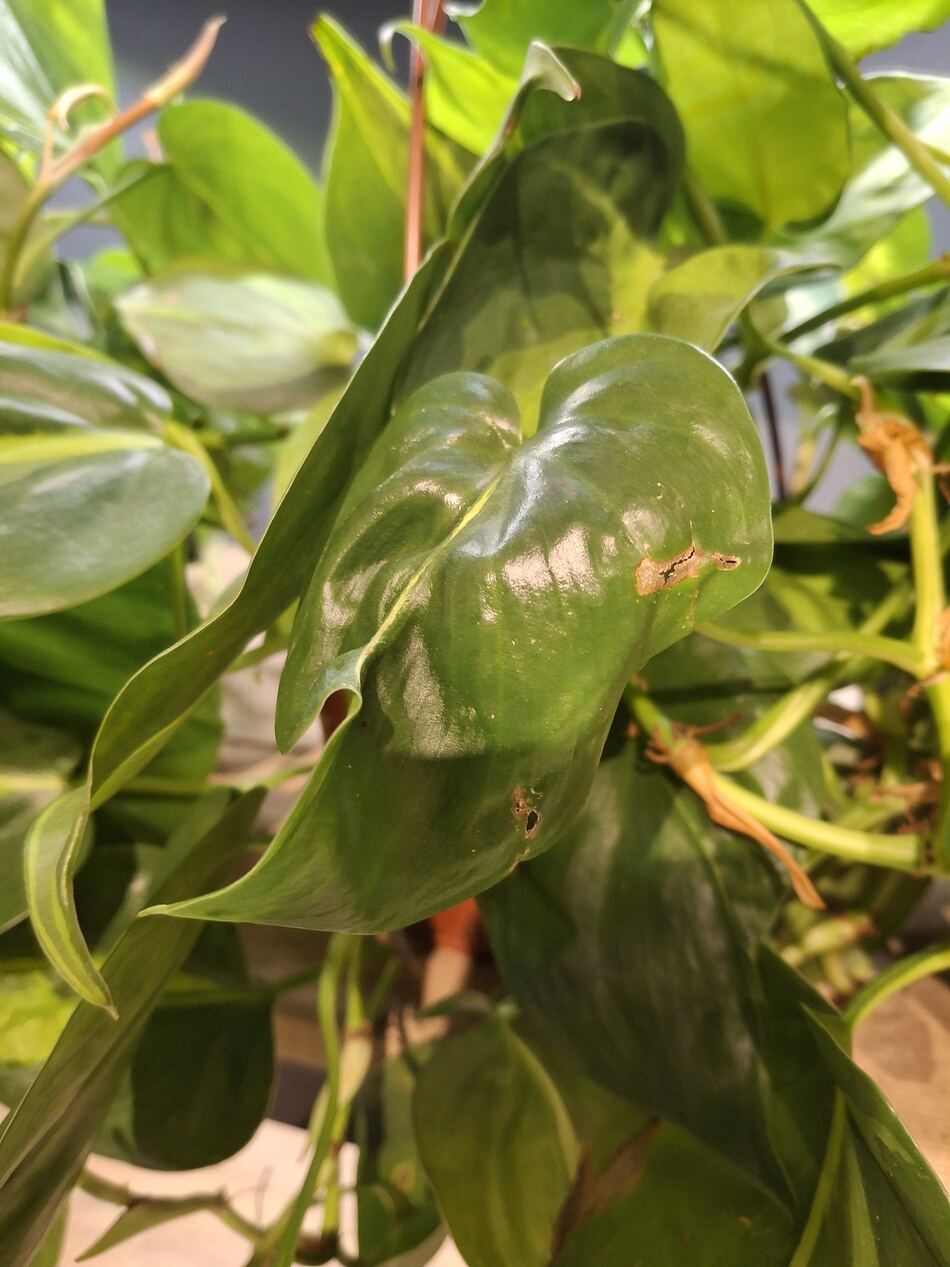 Philodendron leaf with a small chewed hole near the edge