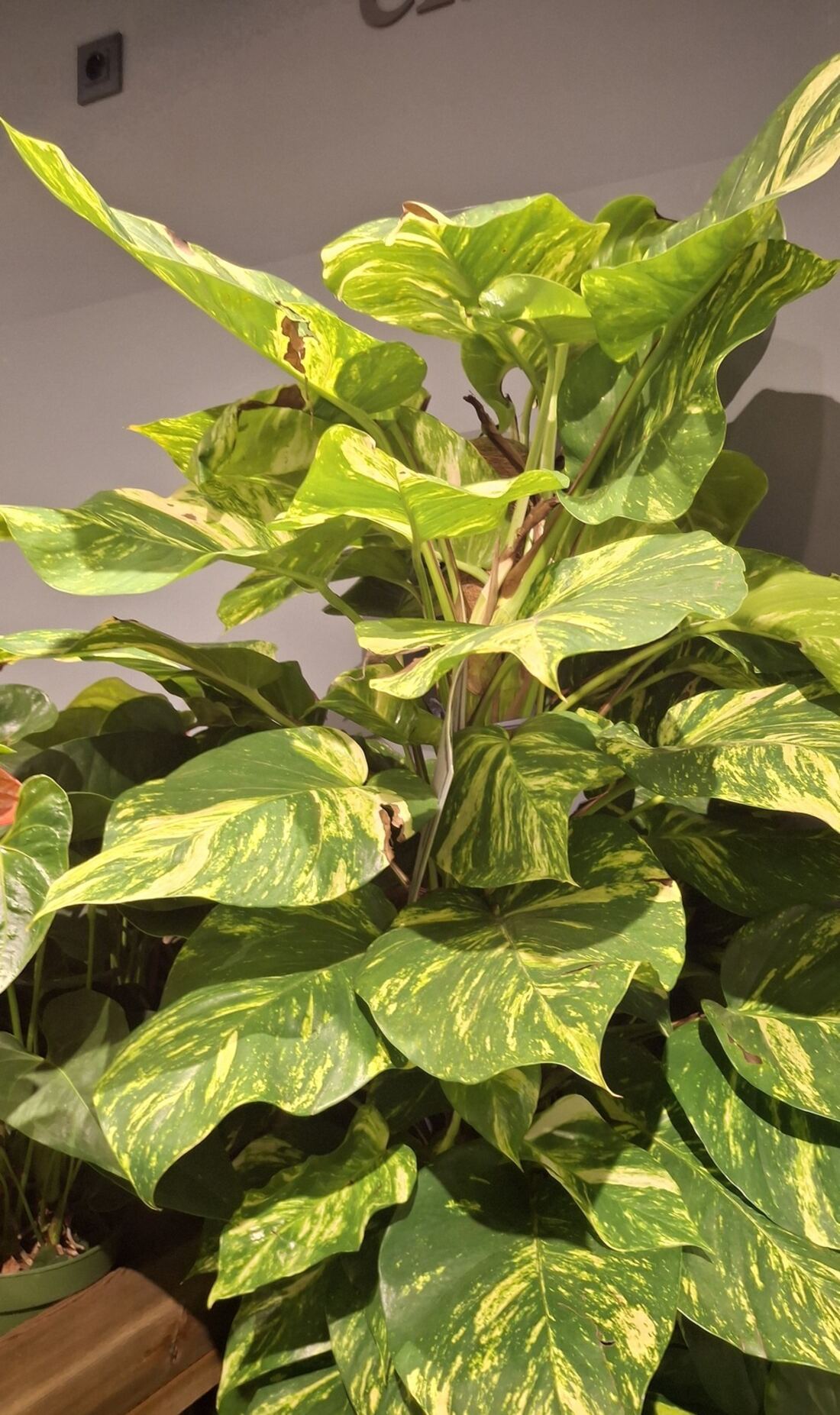 Large Epipremnum aureum pothos plant with variegated green and yellow marbled leaves
