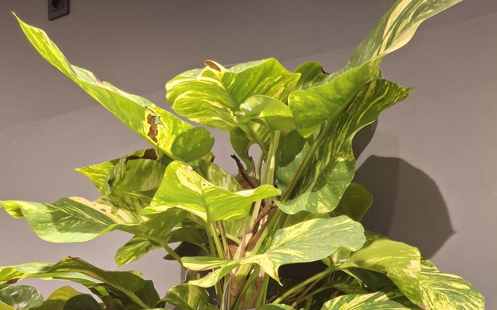 Pothos leaf with a torn, chewed section near the tip, showing physical or pest damage