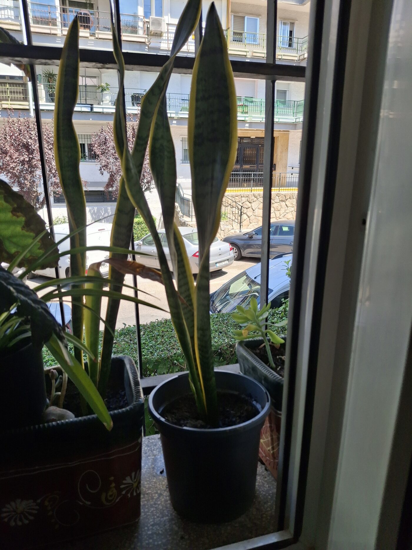 Variegated Sansevieria trifasciata snake plant with tall upright leaves edged in yellow, growing near a window