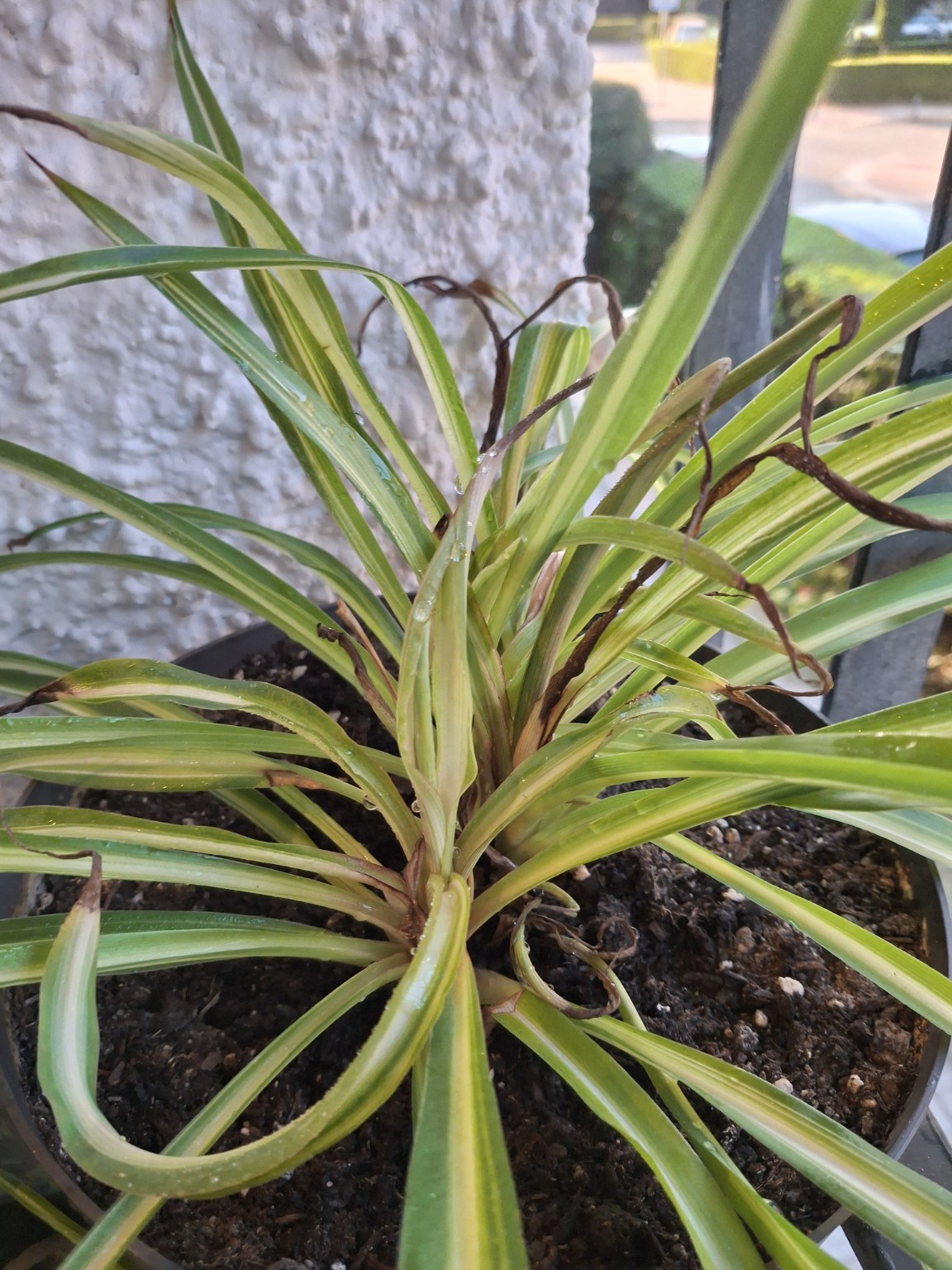 Variegated spider plant with brown tips and larger dry sections on several leaves