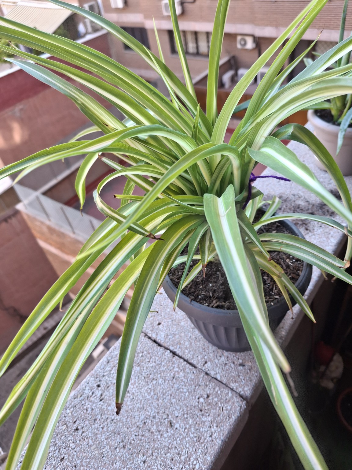 Variegated spider plant with arching green-and-cream leaves in a dark pot