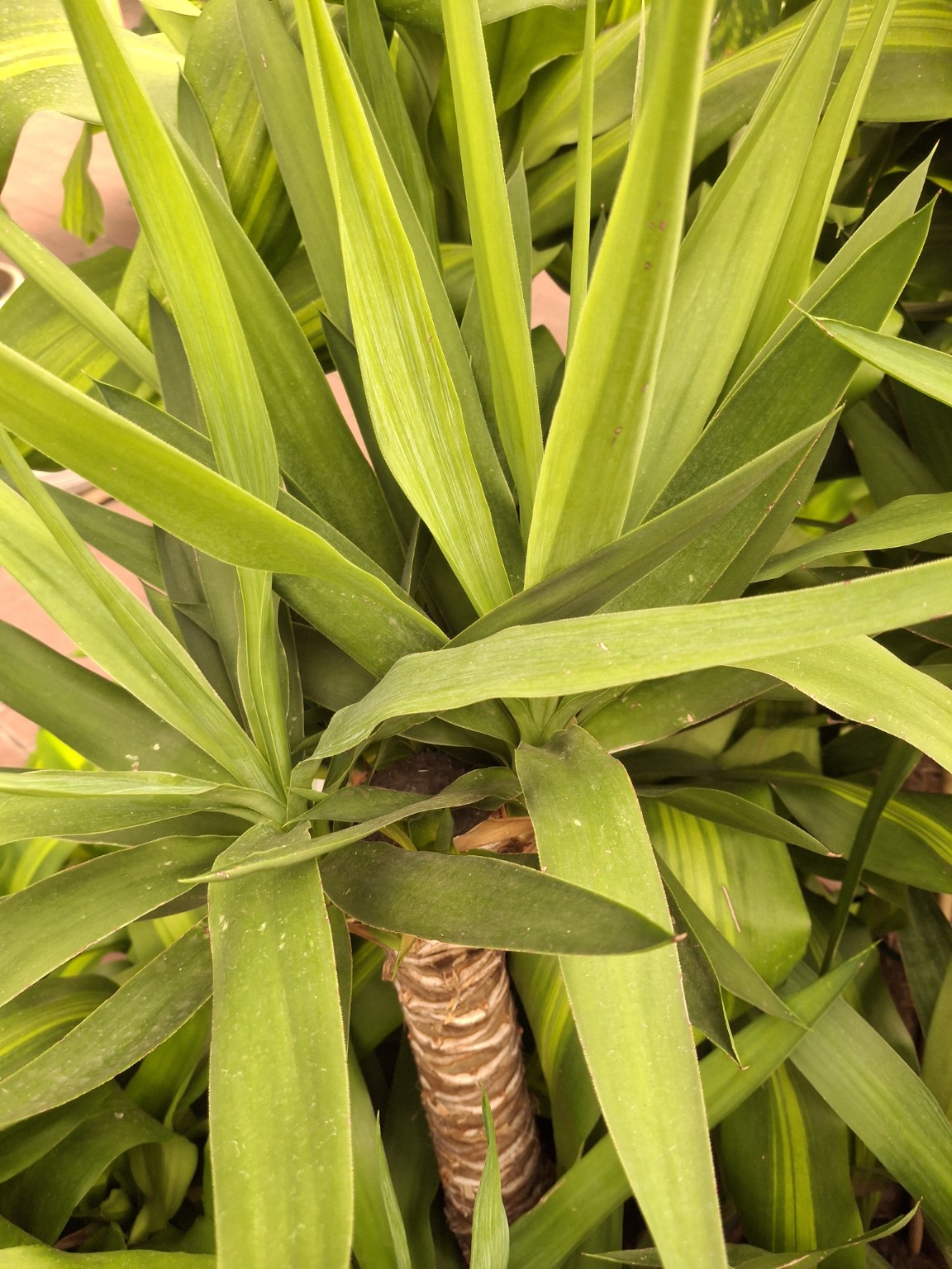 Long green yucca leaves arranged around a woody cane at a nursery
