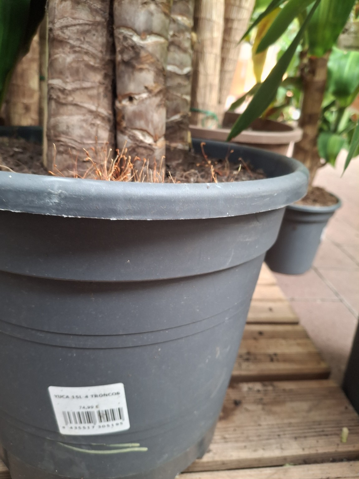 Woody yucca trunks in a nursery pot with a Yucca sales label