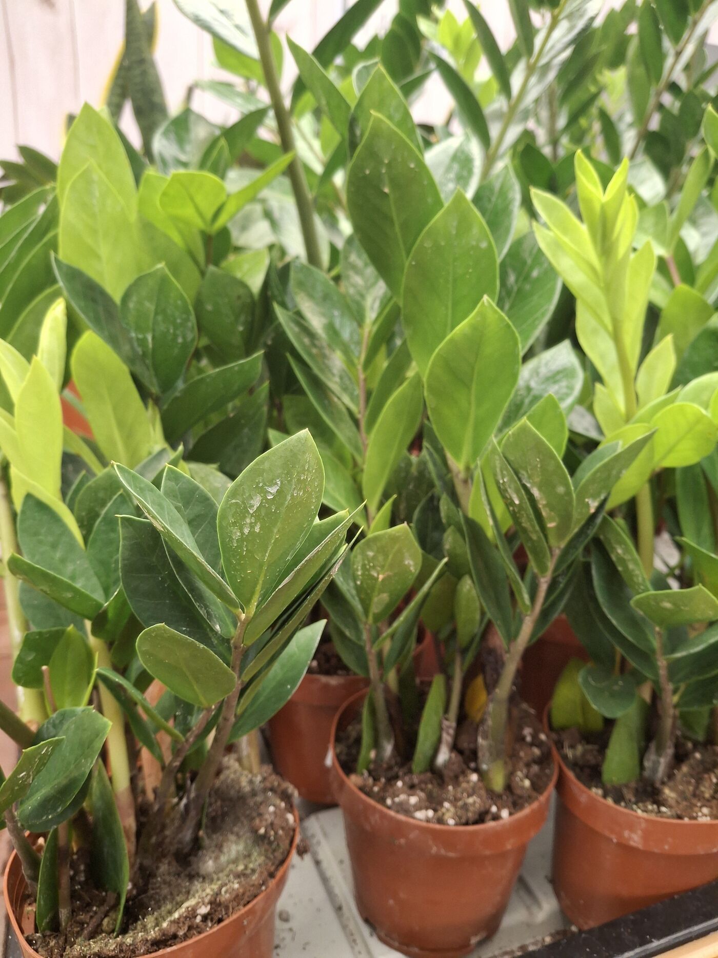 Zamioculcas zamiifolia ZZ plant leaves in terracotta pots, showing glossy dark green mature leaves alongside lighter lime-green new growth