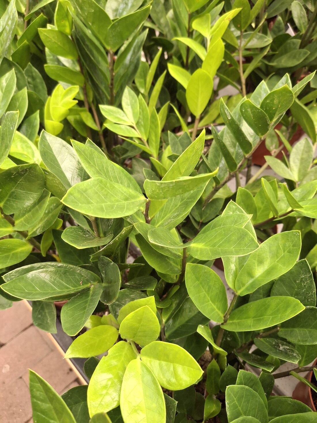 Close-up of glossy Zamioculcas zamiifolia leaflets showing healthy dark green mature growth next to lighter lime-green new leaflets